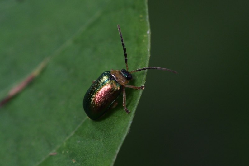 B. nigriceps