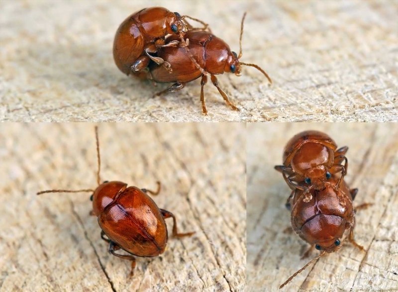 Sphaeroderma testaceum (Fabricius, 1775)