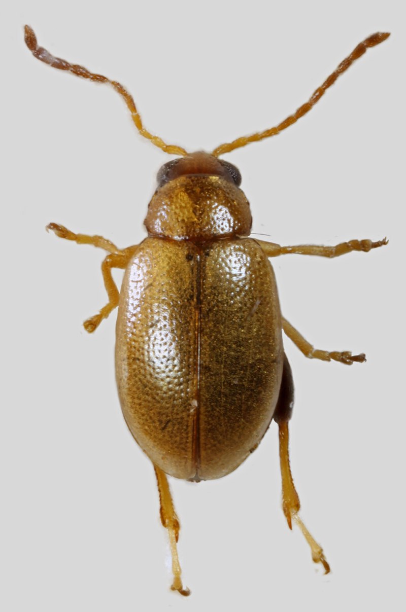 Lioponera Longitarsus