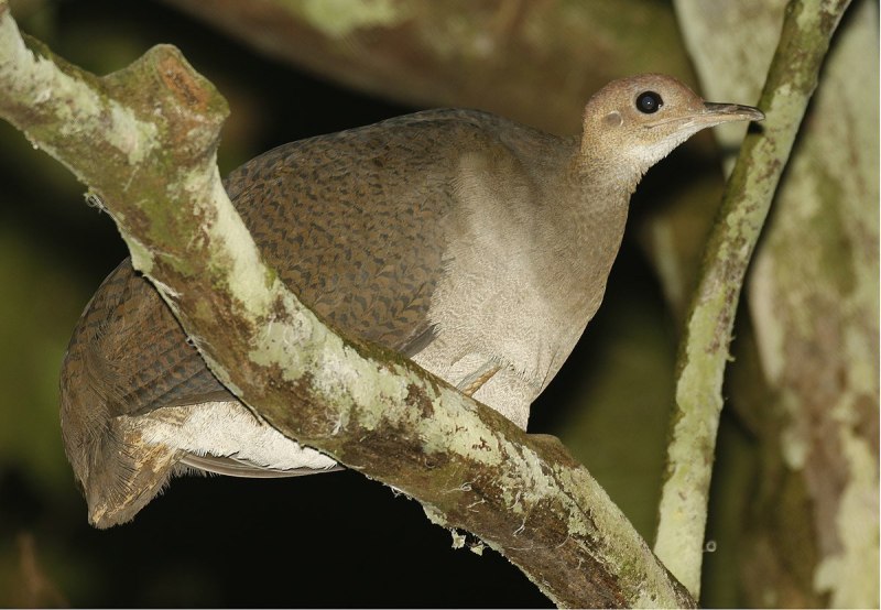 Чилийский тинаму (Nothoprocta perdicaria