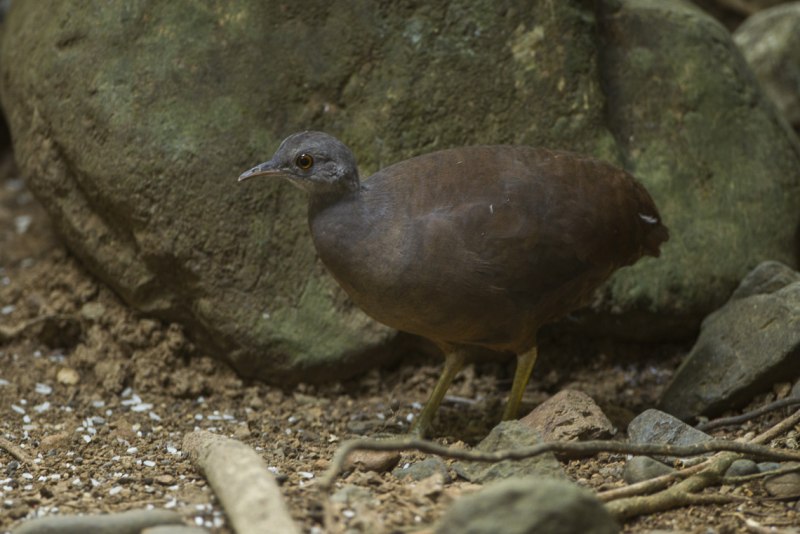 Малый скрытохвост (Crypturellus soui)