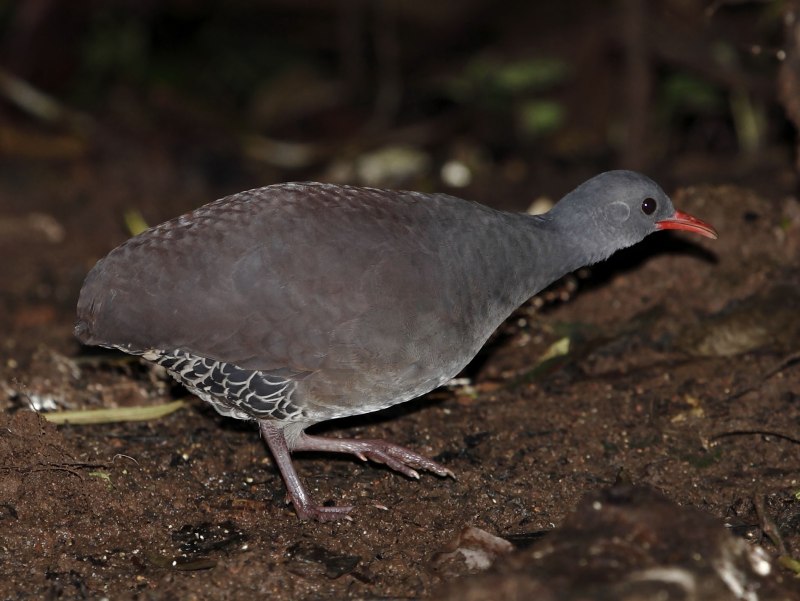 Crypturellus tataupa