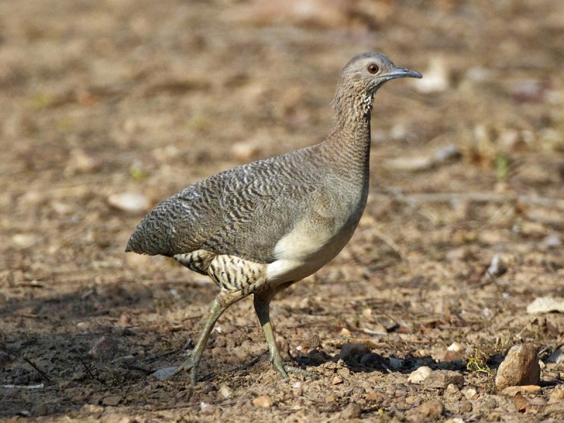 Crypturellus variegatus