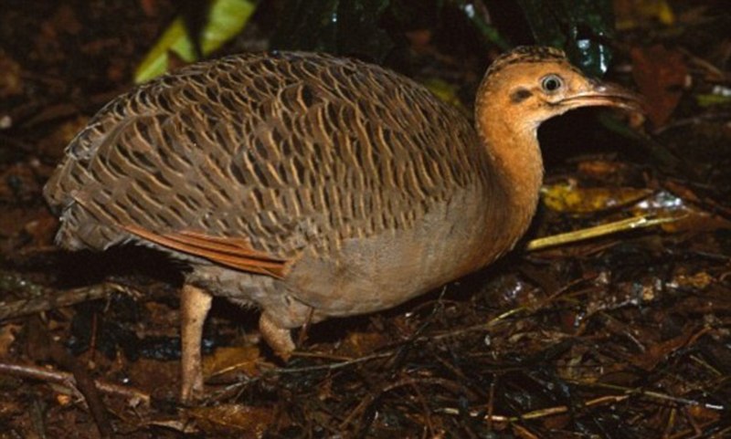 Тинаму краснокрылый Rhynchotus rufescens