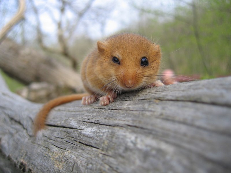 Орешниковая Соня – Muscardinus avellanarius l.