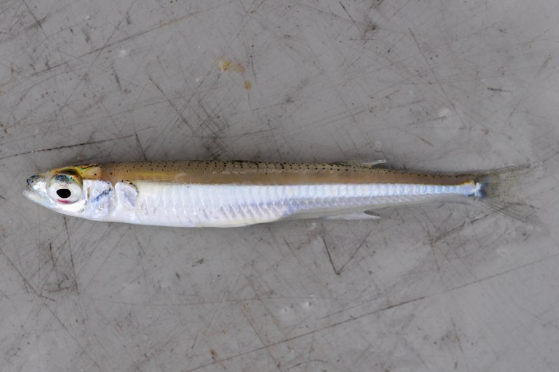 Atherinidae