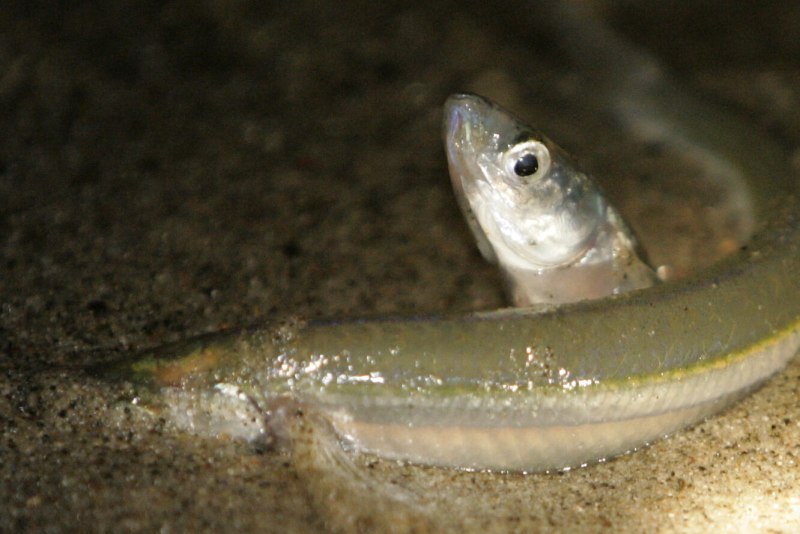 Leuresthes tenuis