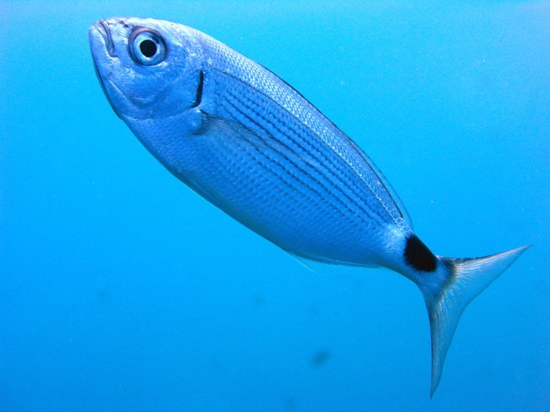 Oblada melanura меланура