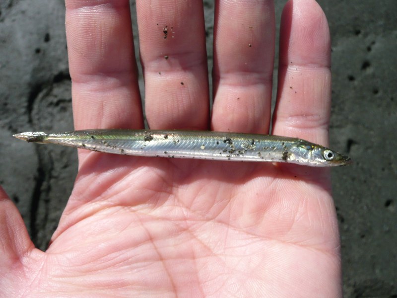 Ammodytes tobianus