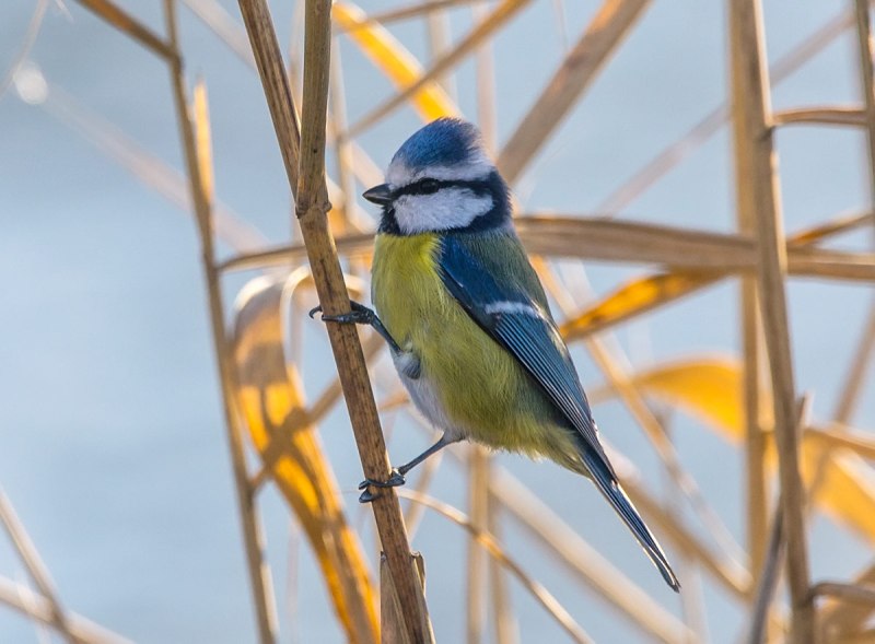 Blue tit Cyanides caeruleus Stands in the Water. Bird Bathing. Close up.
