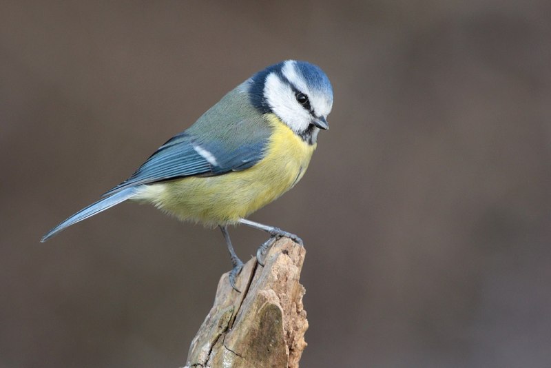 Лазоревка Chamaea fasciata