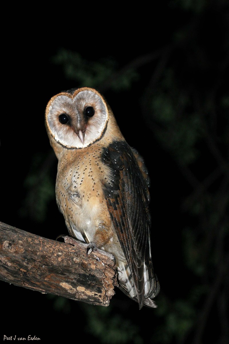 Eastern grass Owl
