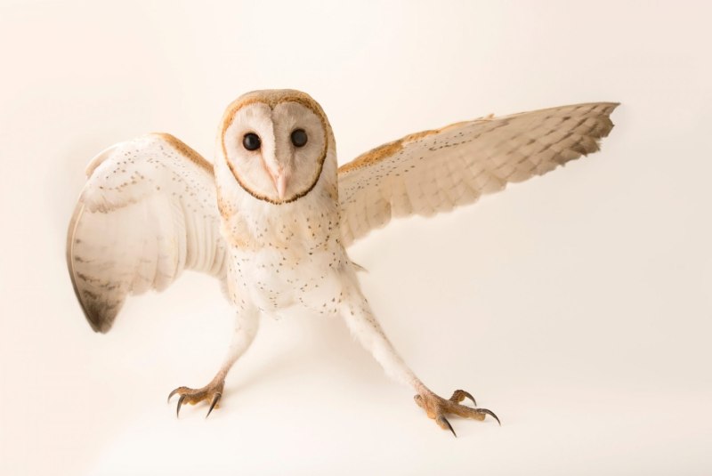 Joel Sartore Сова