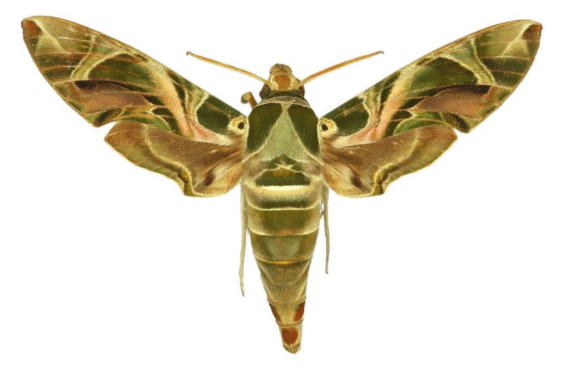 Бражник олеандровый (Daphnis nerii) гусеница