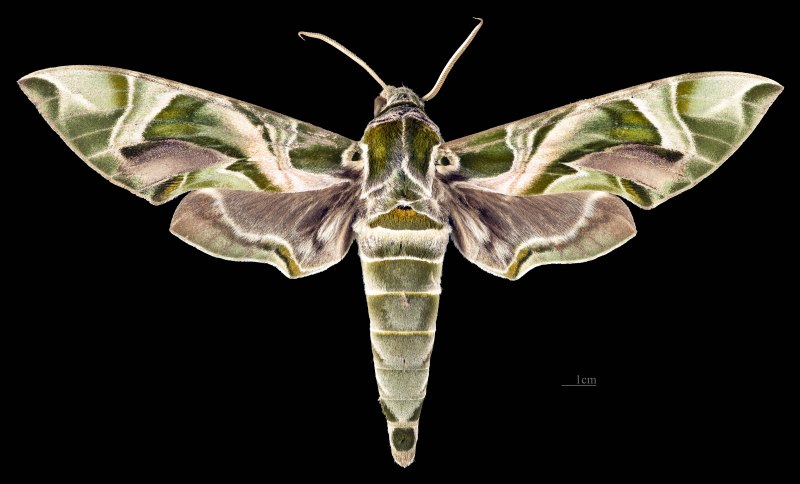 Бражник олеандровый (Daphnis nerii) гусеница