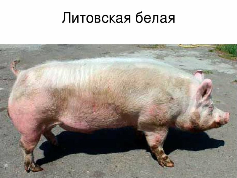 Литовская белая порода свиней