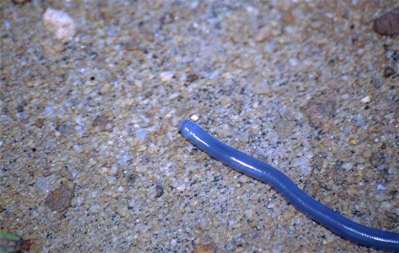 Indotyphlops braminus