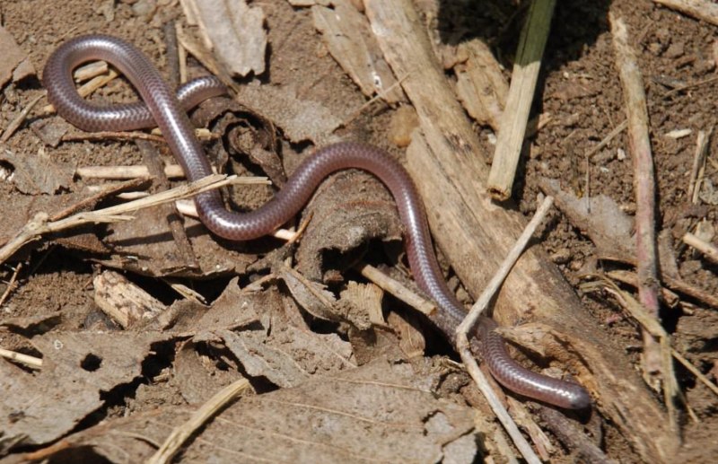 Leptotyphlops carlae змея