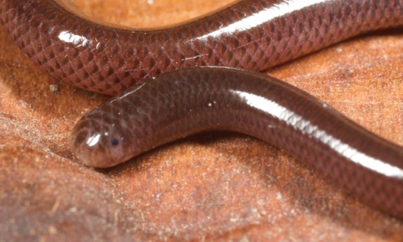 Ramphotyphlops braminus