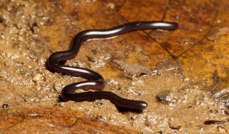 Слепун Браминский - Ramphotyphlops braminu