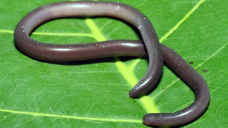 Ramphotyphlops braminus