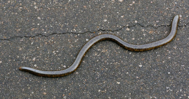 Familia Typhlopidae - слепозмейки