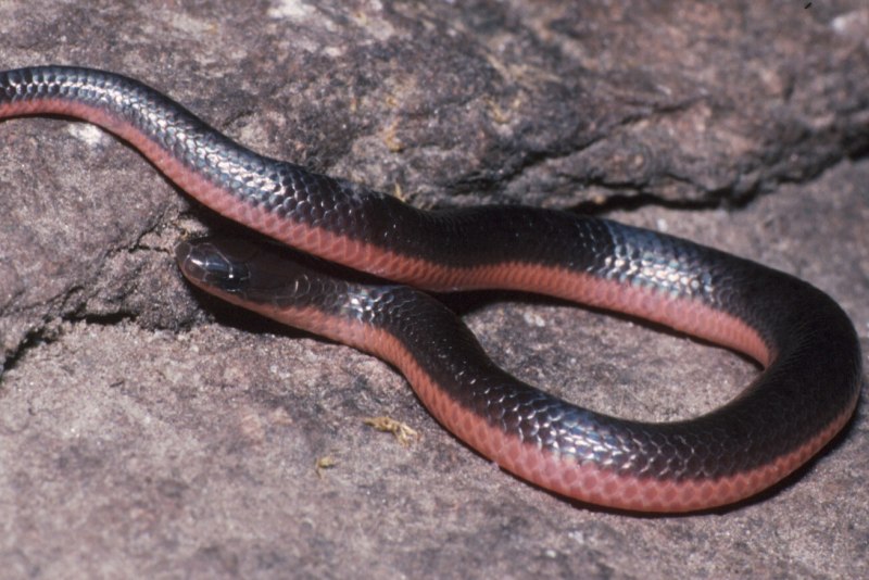 Wallpapers Carphophis vermis