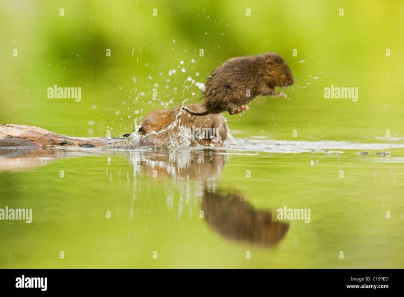 Водяная крыса плывет