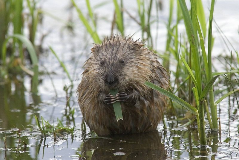 Водяная полевка Arvicola terrestris