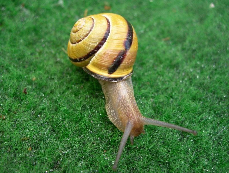 Земляной улитки Cepaea nemoralis