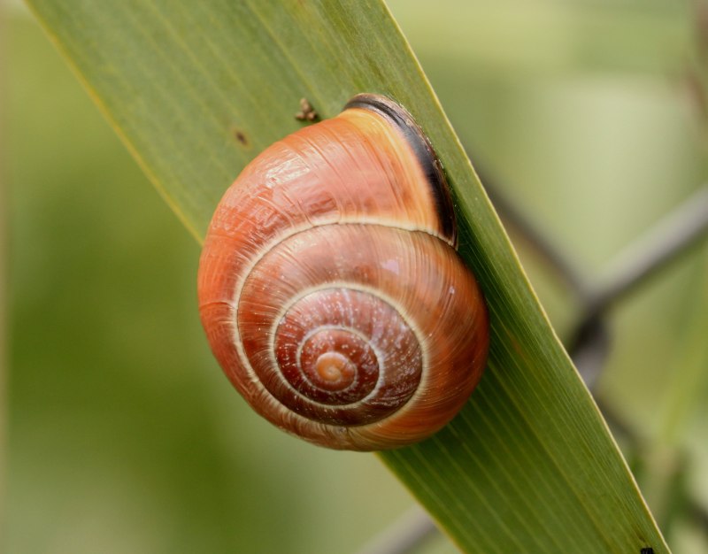 Улитка Cepaea nemoralis