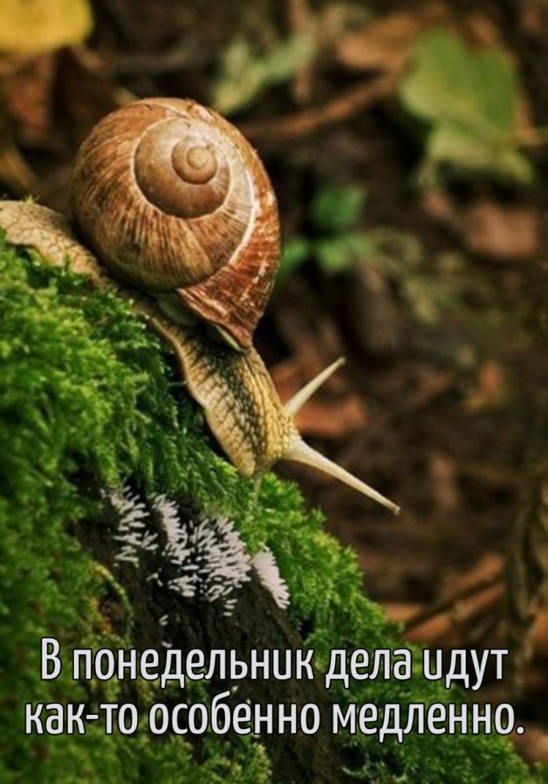 Улитка в лесу