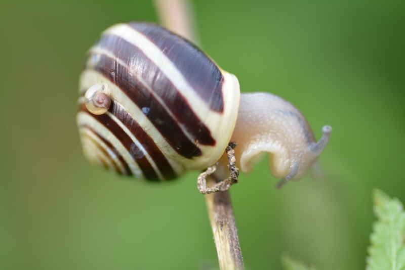 Цепея (Cepaea)
