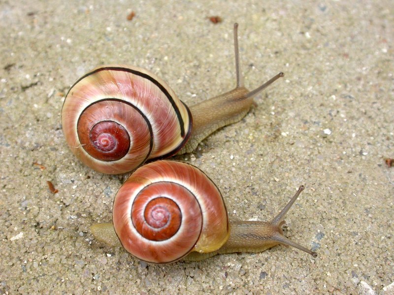 Cepaea nemoralis