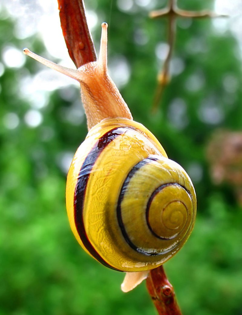 Cepaea nemoralis