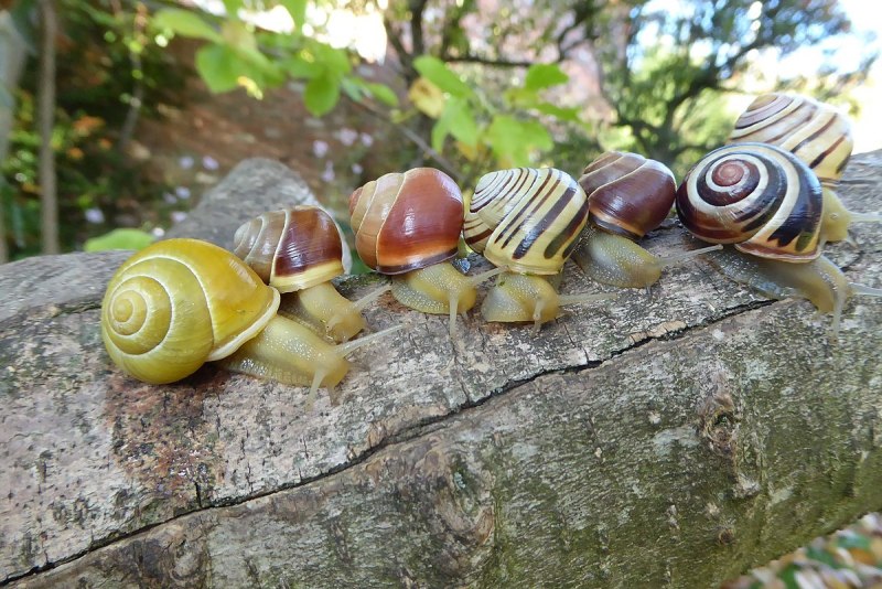 Земляной улитки Cepaea nemoralis