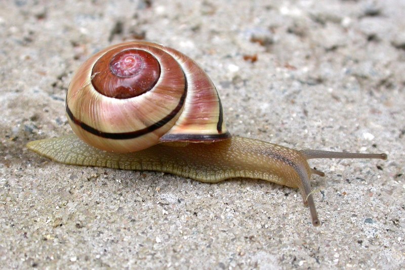 Улитка цепея nemoralis