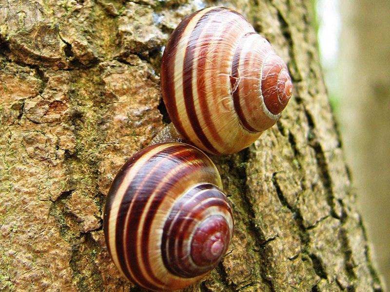 Cepaea улитка