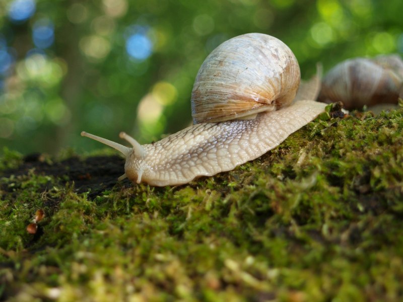 Улитка Priotrohatella stellata