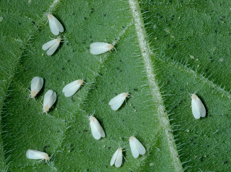Белокрылка Тепличная (Trialeurodes vaporariorum)
