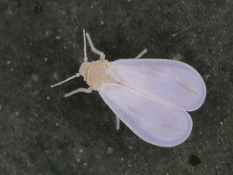 Белокрылка Тепличная (Trialeurodes vaporariorum)