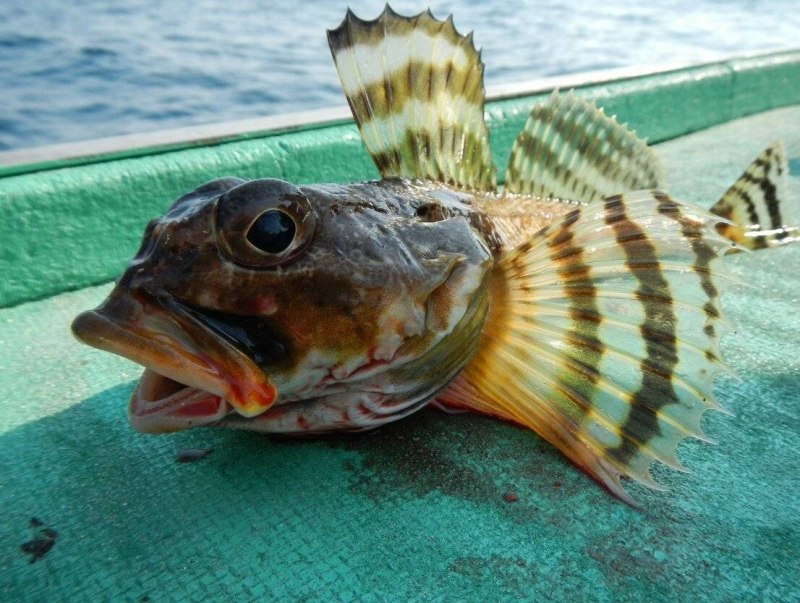 Морской бычок черное море