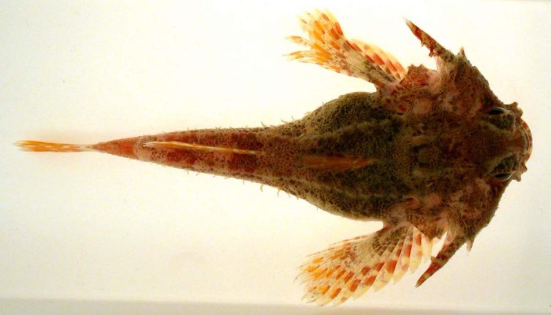 Enophrys diceraus