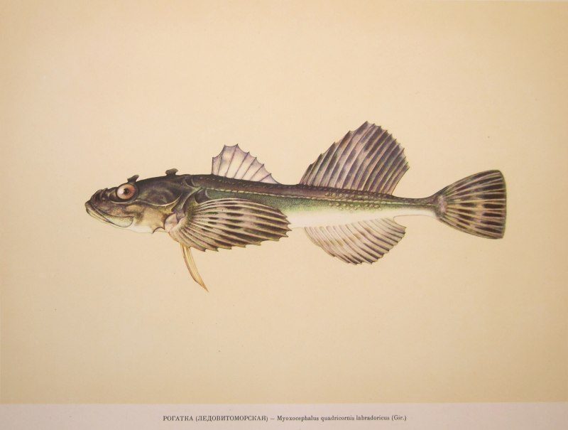 Triglopsis quadricornis