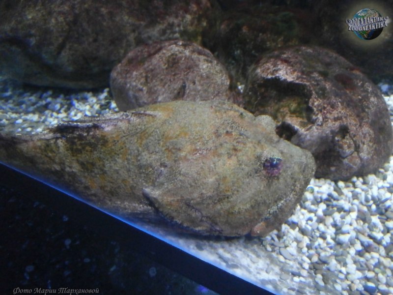 Морские рогатковых