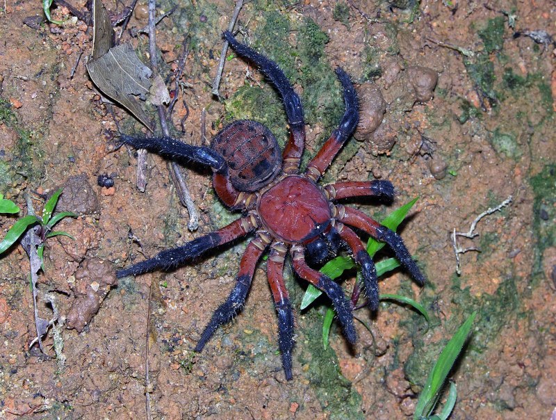 Liphistius Desultor
