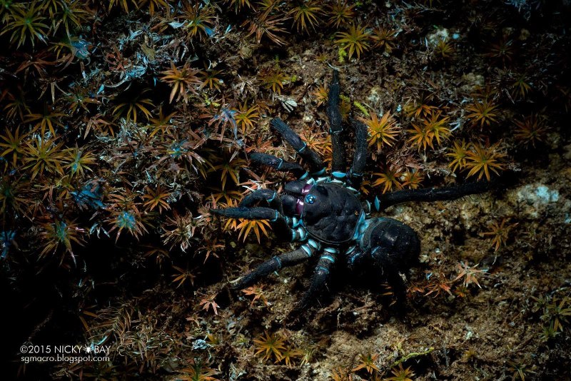 Liphistius malayanus