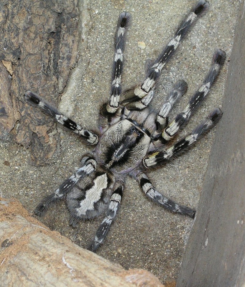 Паук Poecilotheria regalis