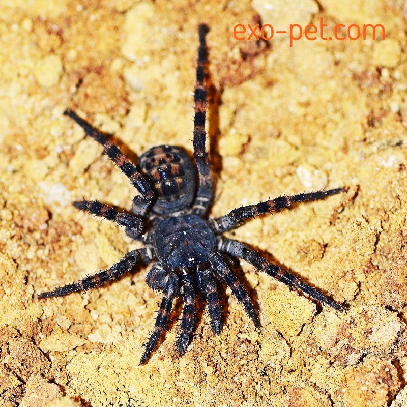 Liphistius Desultor
