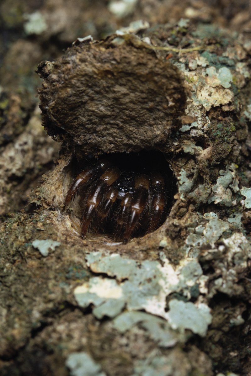 Trapdoor Spider